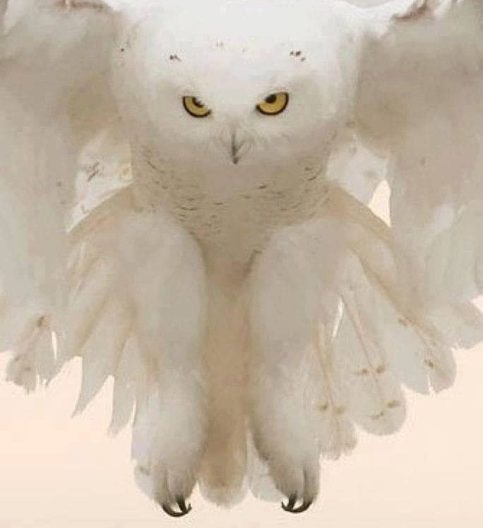 witte uit spirit